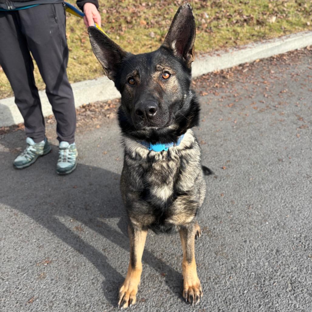 Enlarge Ginger, a Adoptable Mixed Breed in Spokane, WA image 5/6