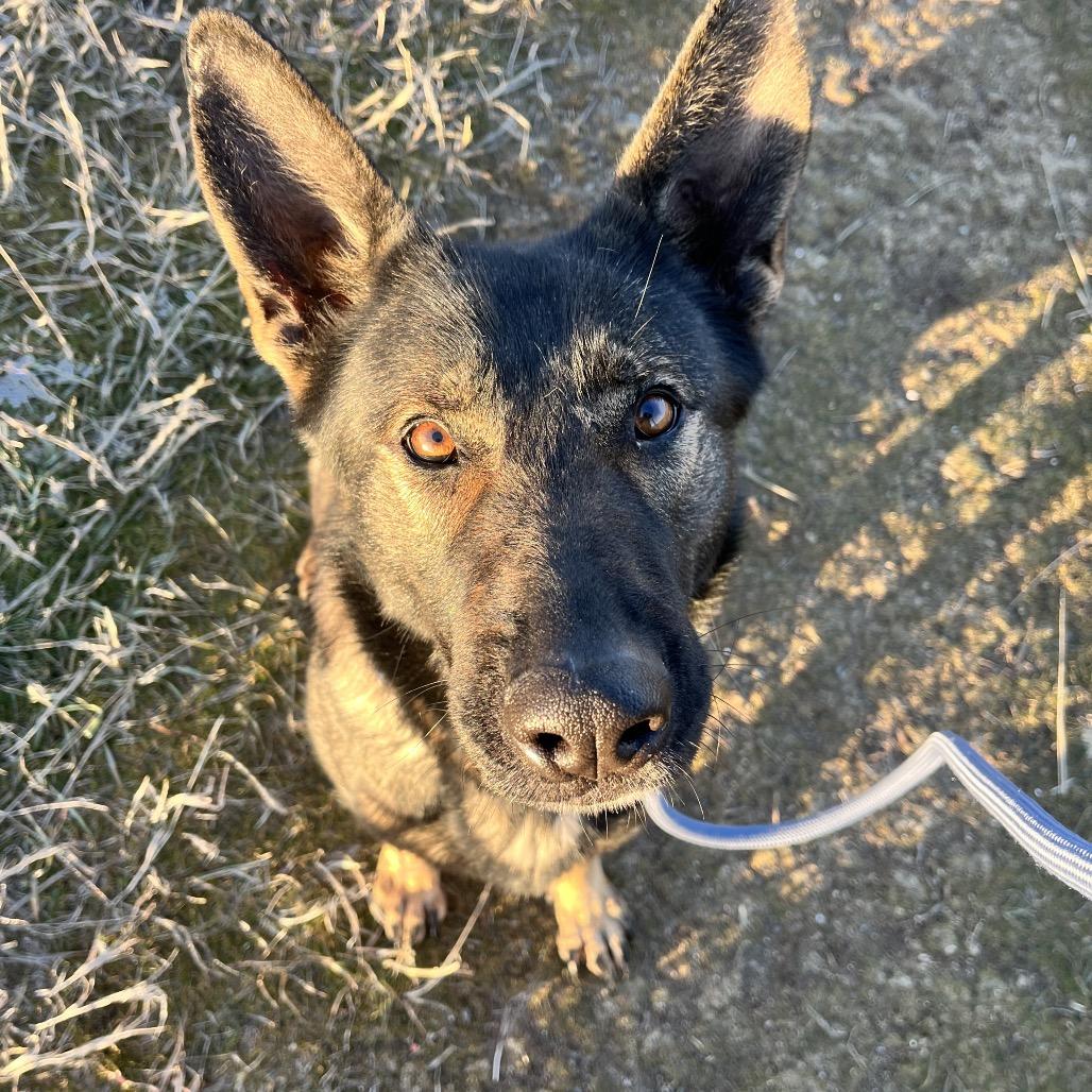 Enlarge Ginger, a Adoptable Mixed Breed in Spokane, WA image 6/6