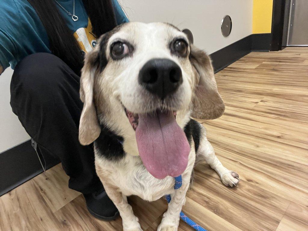 OPIE, Adoptable, Senior Male Mixed Breed.