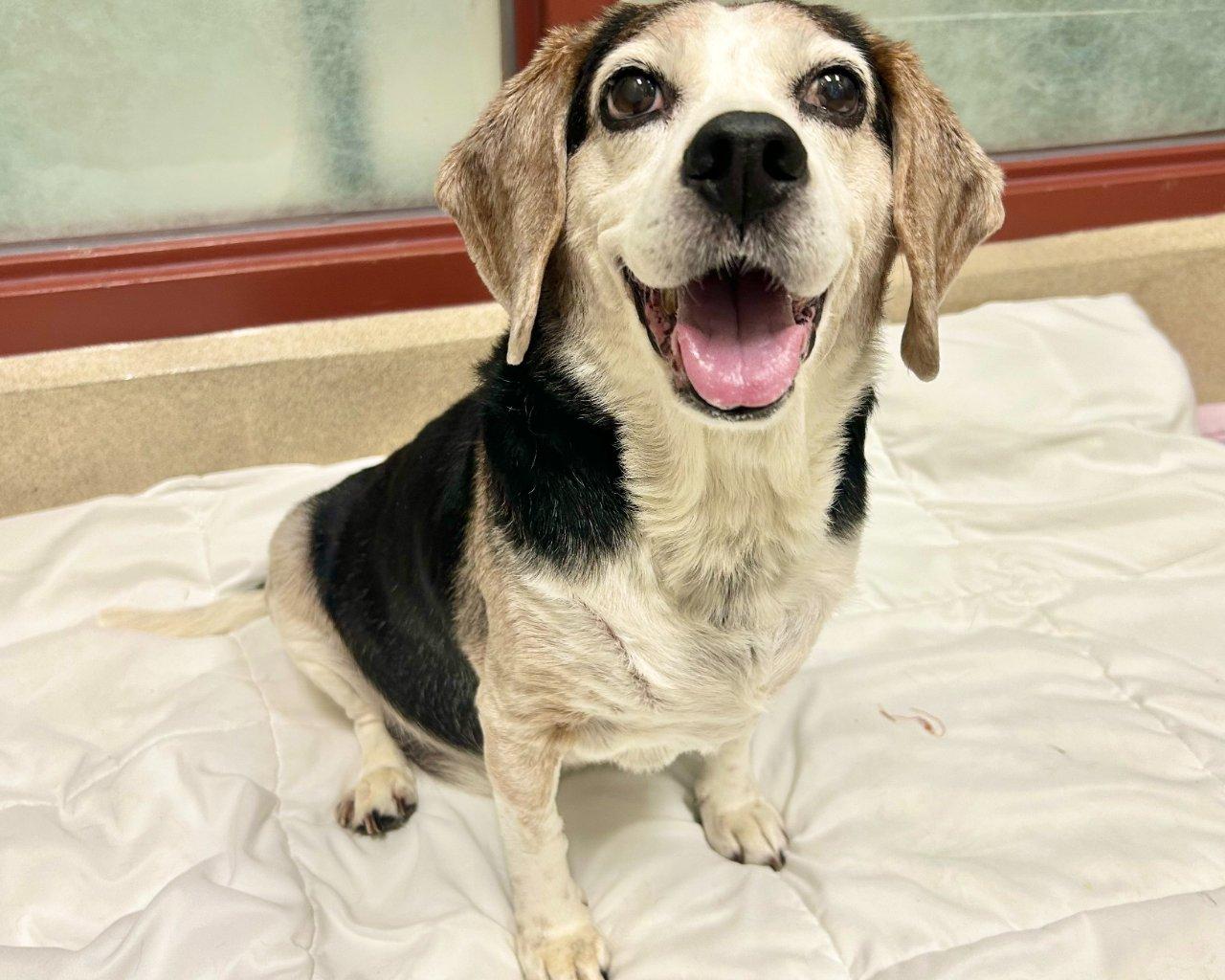 Enlarge OPIE, a Adoptable Mixed Breed in Raleigh, NC image 2/2