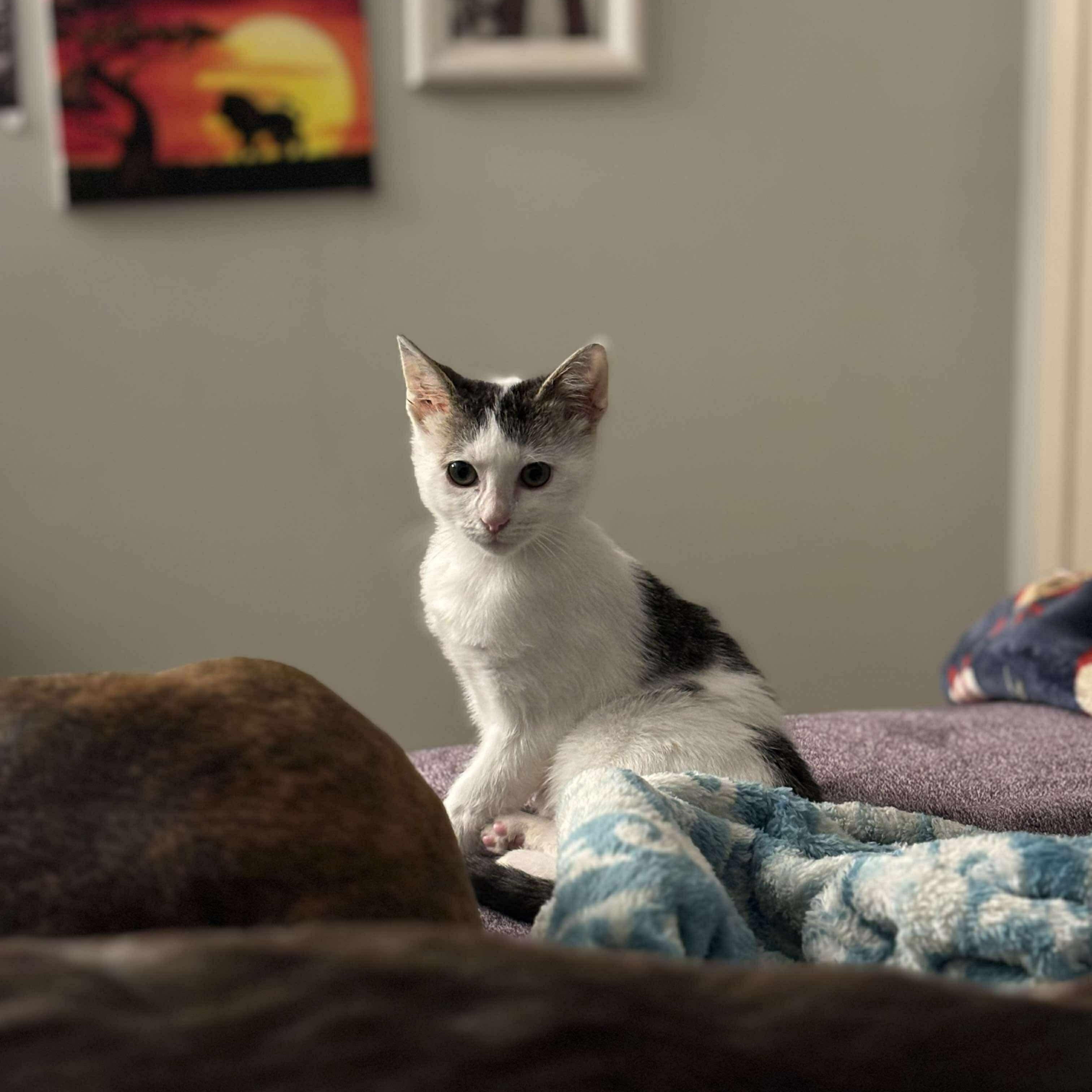 Atlas (Megan-fostered in New England), Baby Male unknown
