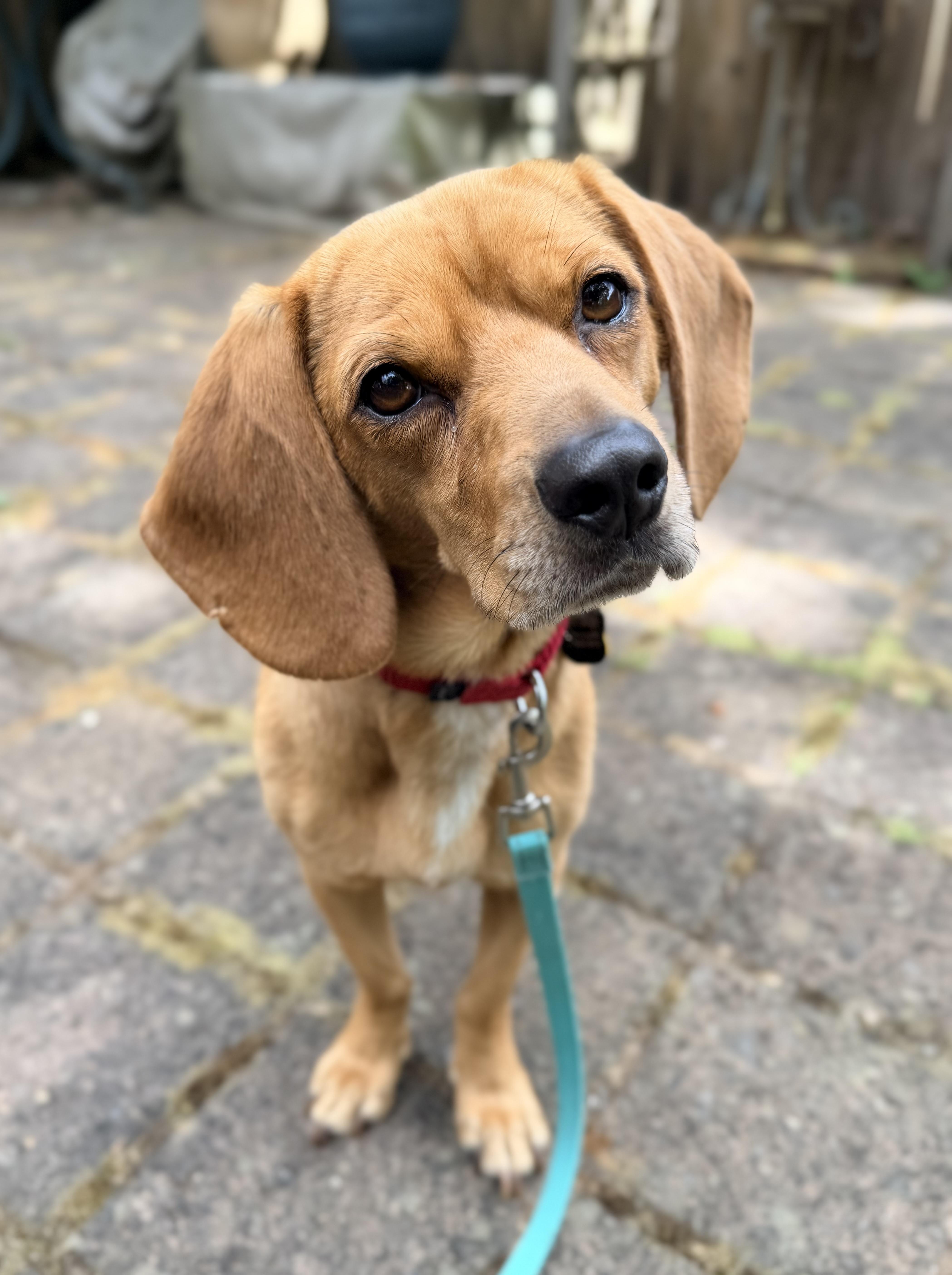 Enlarge Molly, a ADOPTABLE mixed breed in Beavercreek, OR image 1/6