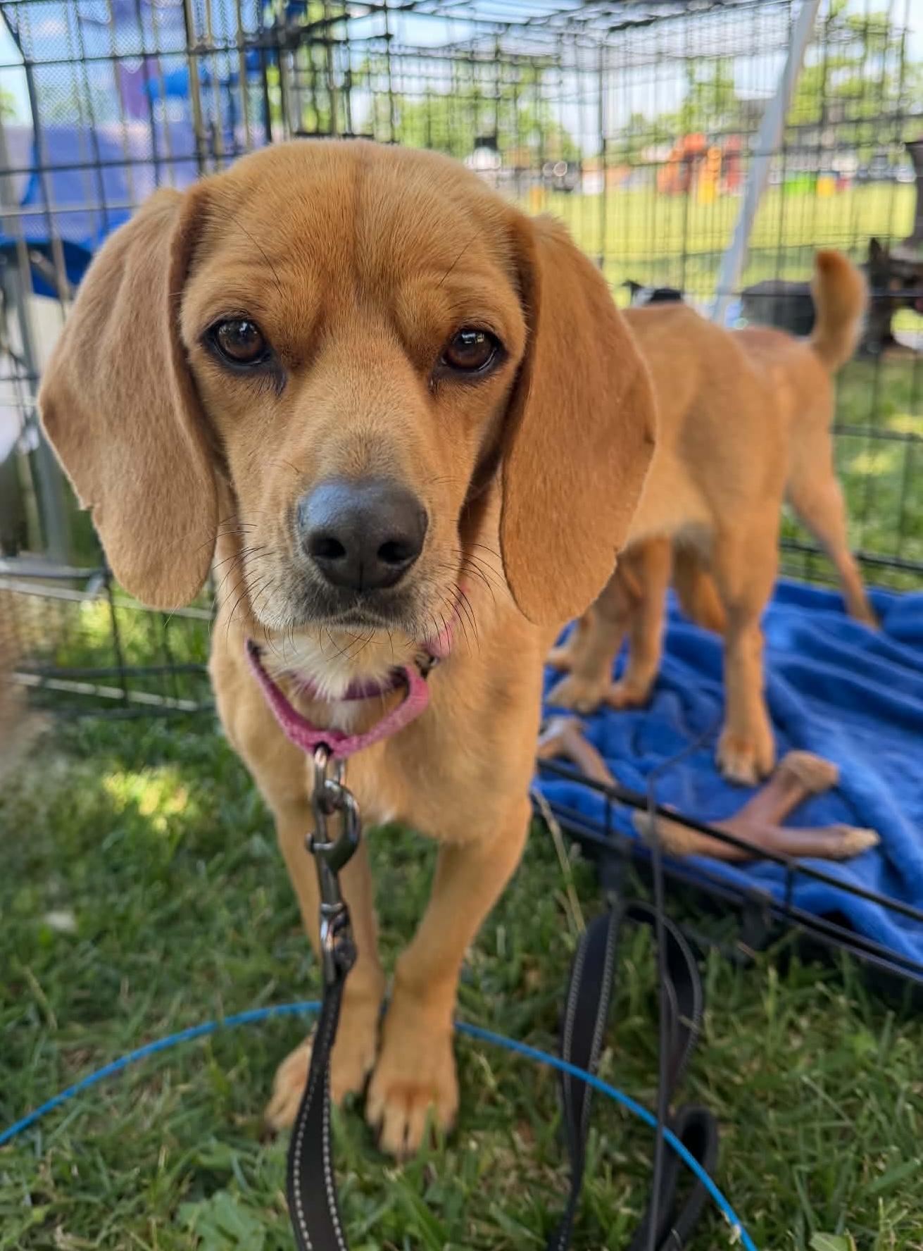 Enlarge Molly, a ADOPTABLE mixed breed in Beavercreek, OR image 2/6
