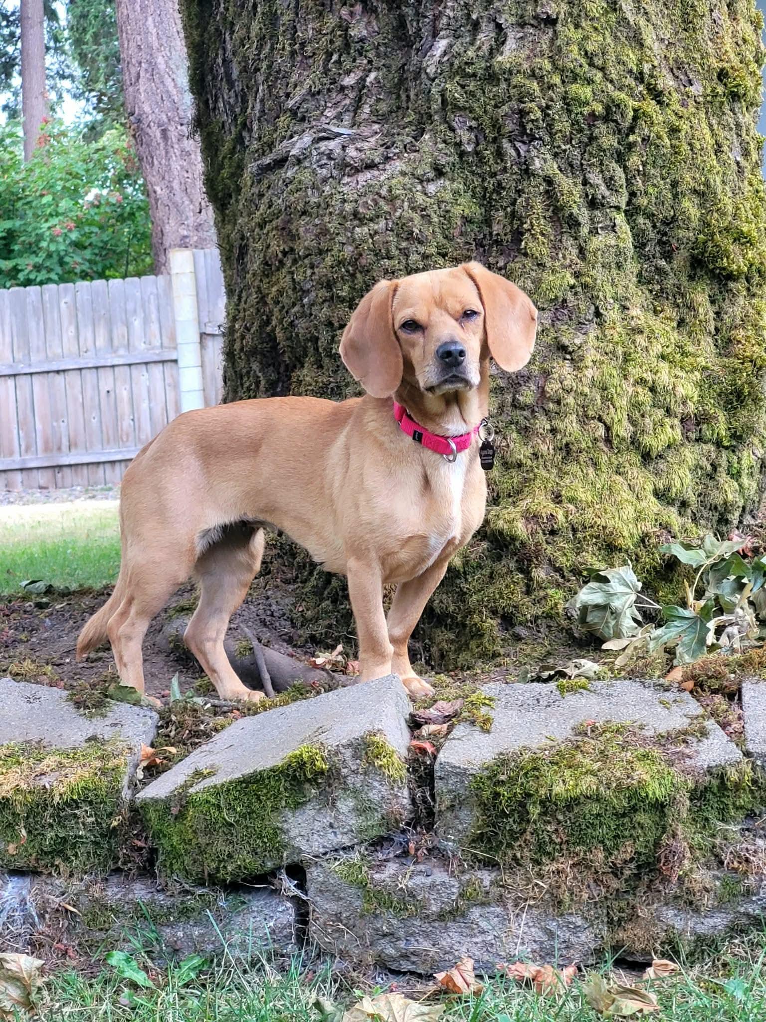 Enlarge Molly, a ADOPTABLE mixed breed in Beavercreek, OR image 3/6