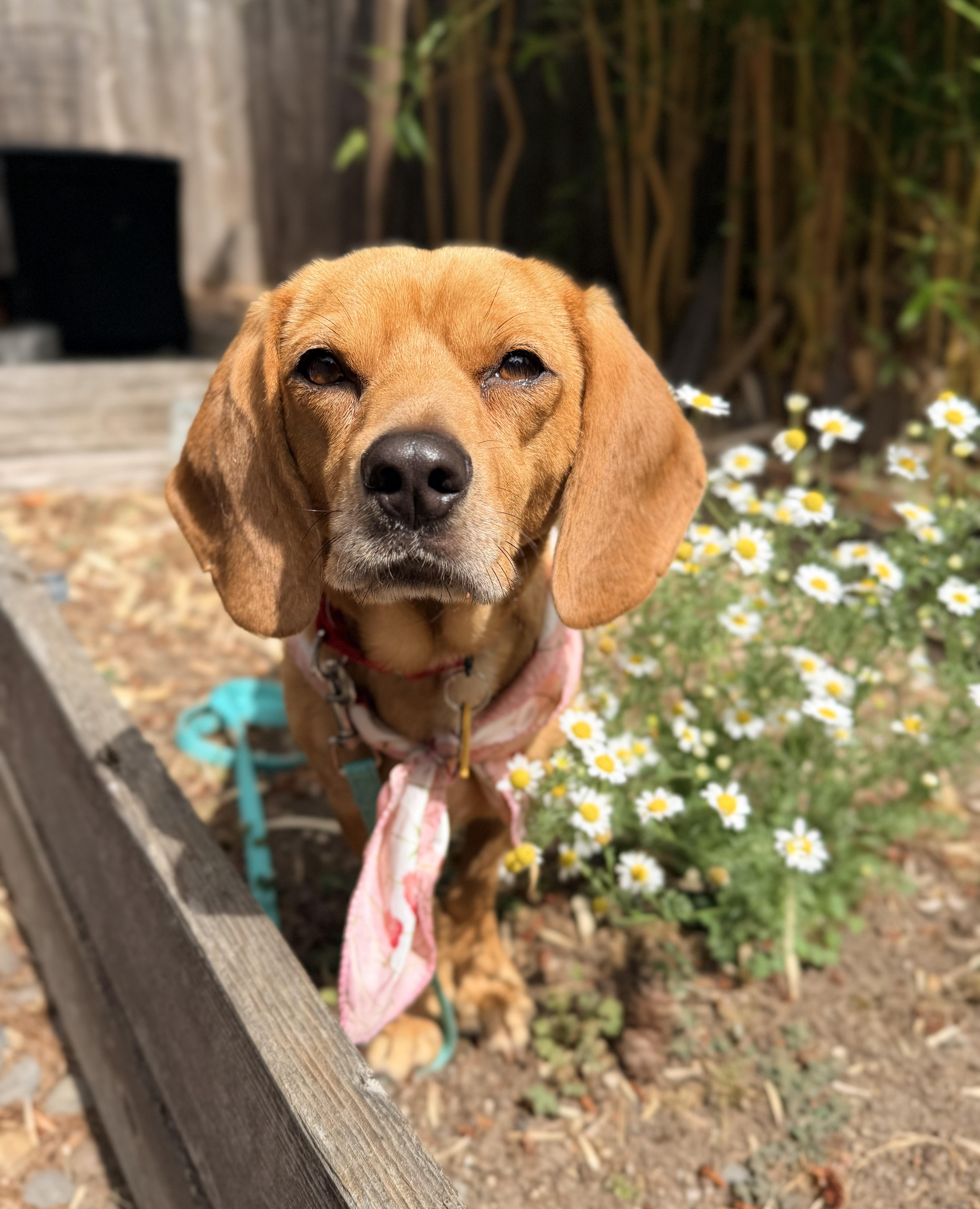 Enlarge Molly, a ADOPTABLE mixed breed in Beavercreek, OR image 6/6