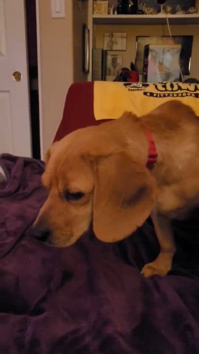 Enlarge Molly, a ADOPTABLE mixed breed in Beavercreek, OR video 4/6