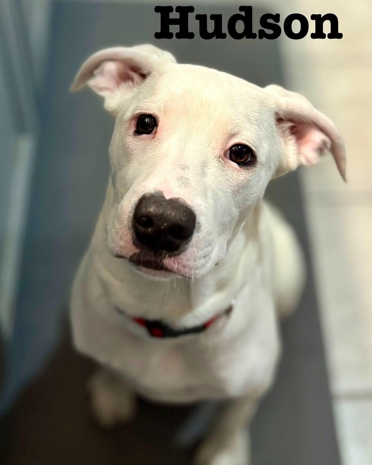 Hudson, ADOPTABLE, Puppy Male Plott Hound.