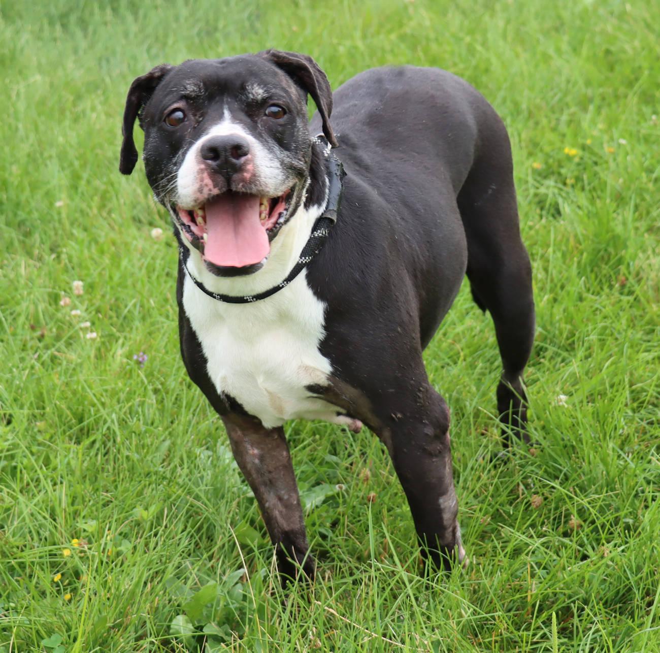 Grand, an adoptable Pit Bull Terrier in Euclid, OH image 2/6