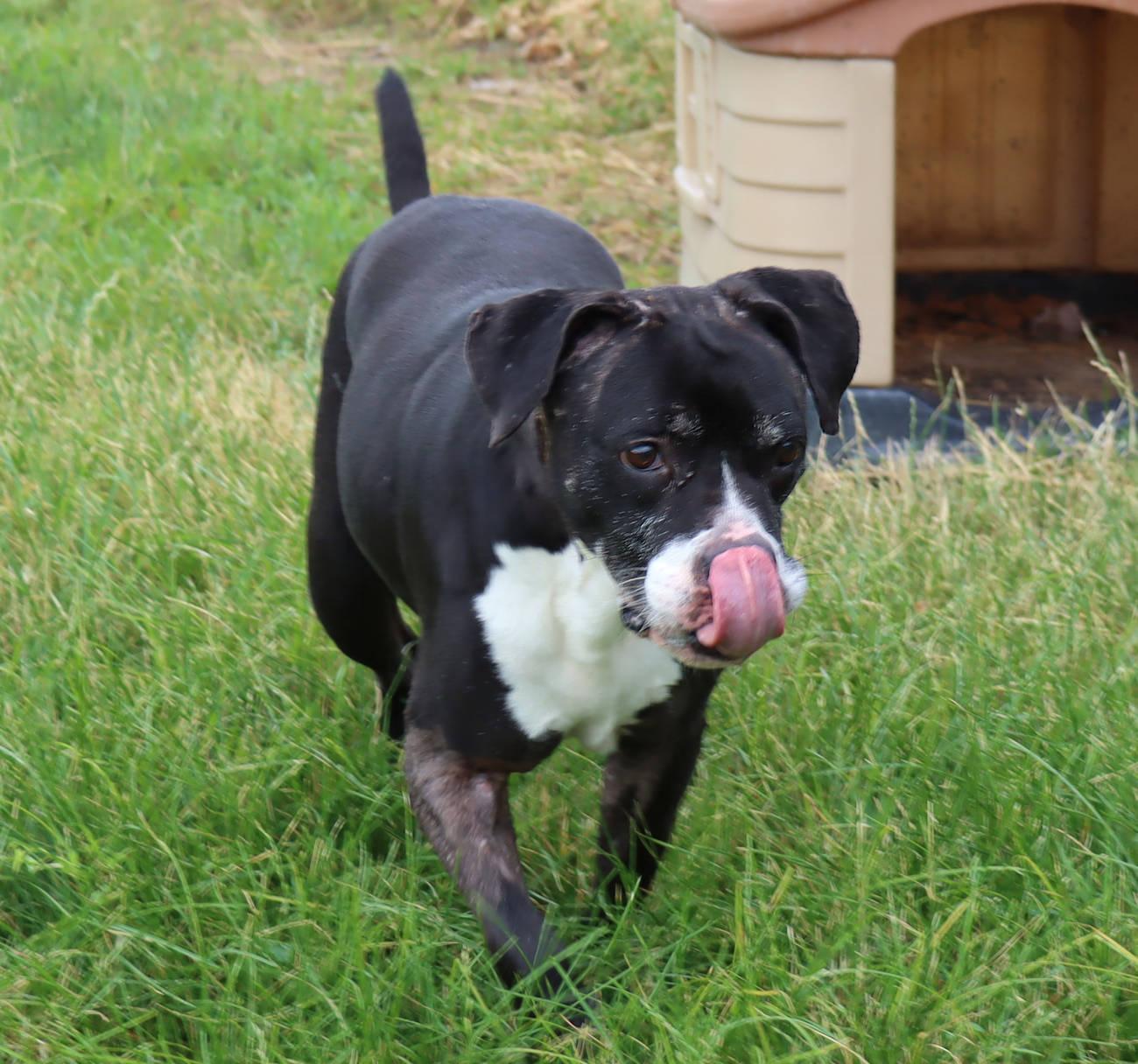 Grand, an adoptable Pit Bull Terrier in Euclid, OH image 3/6
