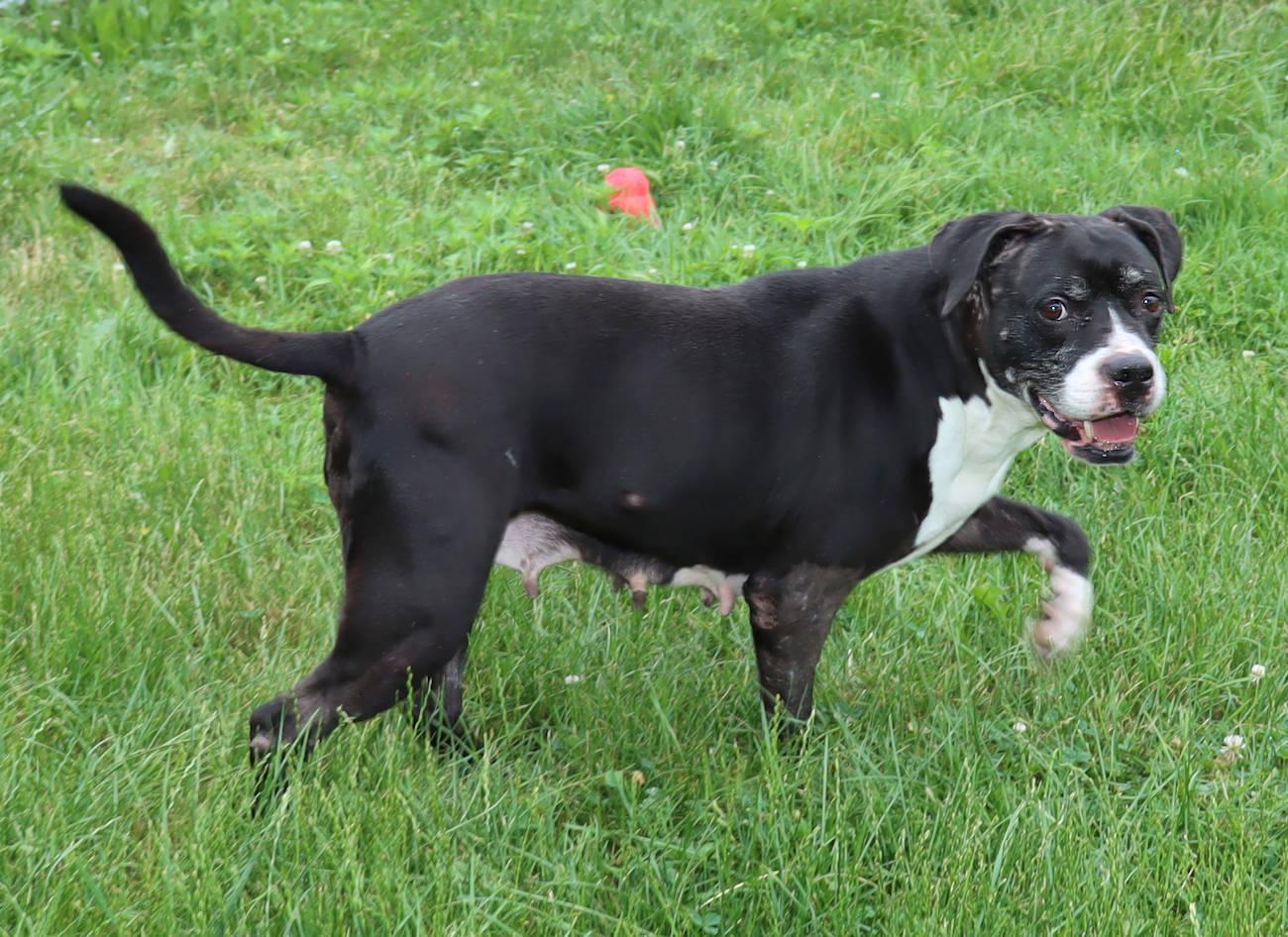 Grand, an adoptable Pit Bull Terrier in Euclid, OH image 4/6