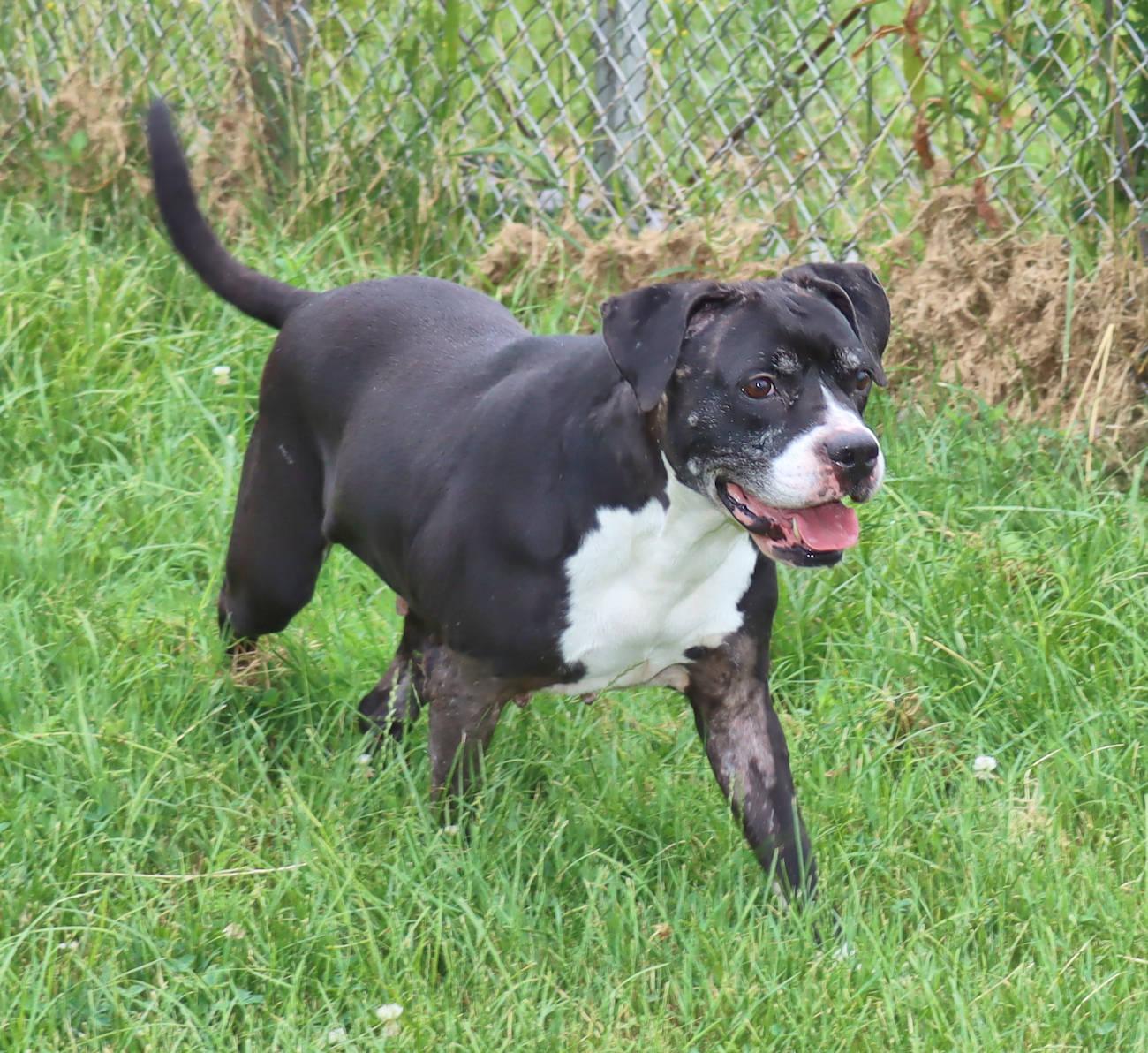 Grand, an adoptable Pit Bull Terrier in Euclid, OH image 5/6