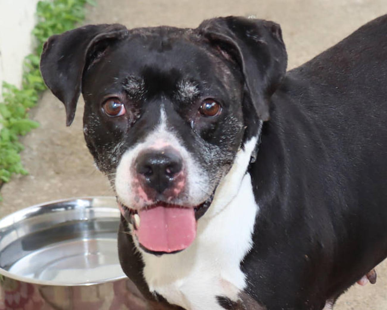 Grand, adoptable, Senior Female Pit Bull Terrier.