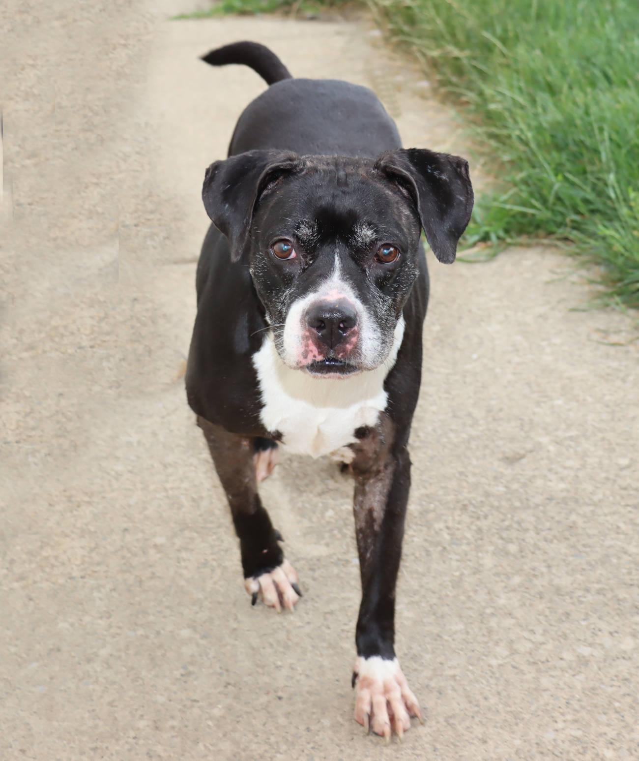 Grand, an adoptable Pit Bull Terrier in Euclid, OH image 6/6