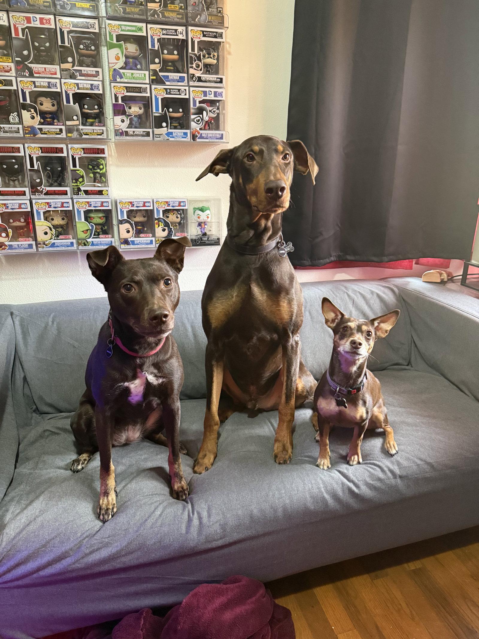 Copper, Adoptable, Adult Male Doberman Pinscher.