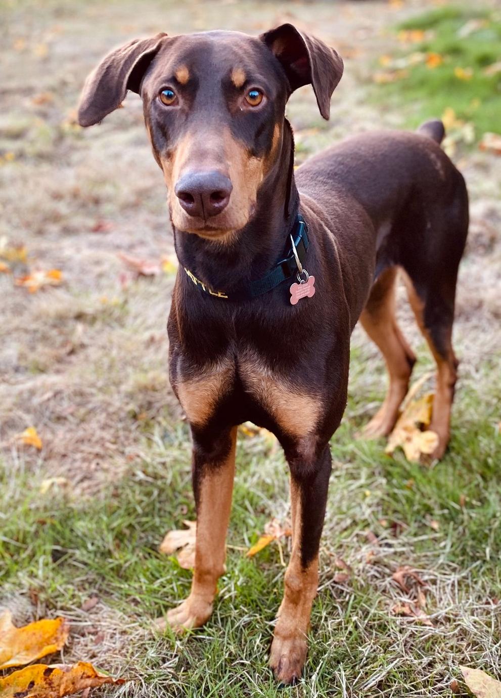 Copper, Adoptable, Adult Male Doberman Pinscher.