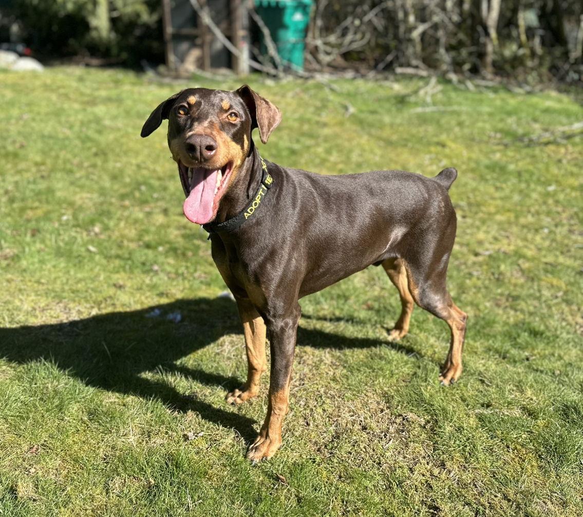 Enlarge Copper, a Adoptable Doberman Pinscher in Bothell, WA image 2/6
