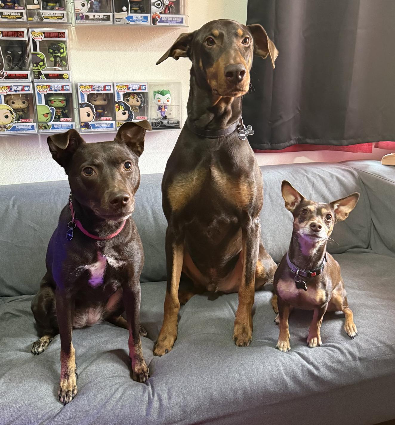 Enlarge Copper, a Adoptable Doberman Pinscher in Bothell, WA image 3/3