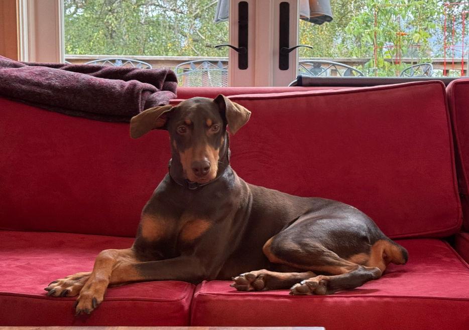 Enlarge Copper, a Adoptable Doberman Pinscher in Bothell, WA image 3/6