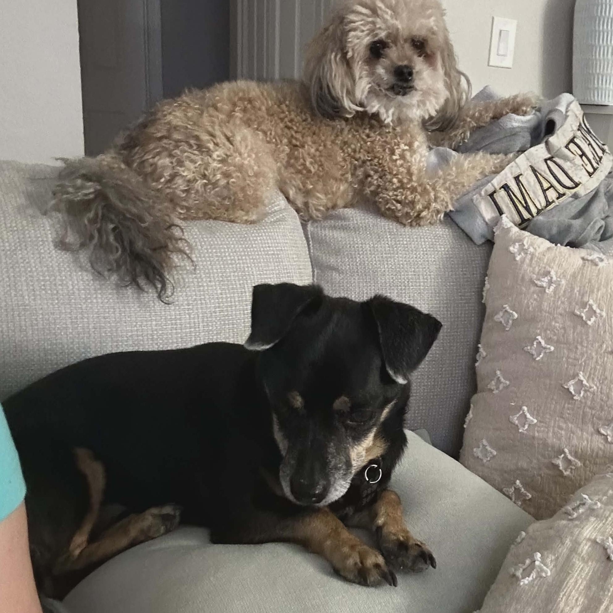 Enlarge PRINCE , a ADOPTABLE Parson Russell Terrier in Marana, AZ image 2/4