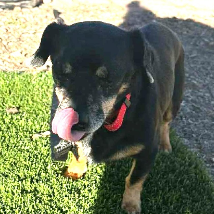 Enlarge PRINCE , a ADOPTABLE Parson Russell Terrier in Marana, AZ image 4/4