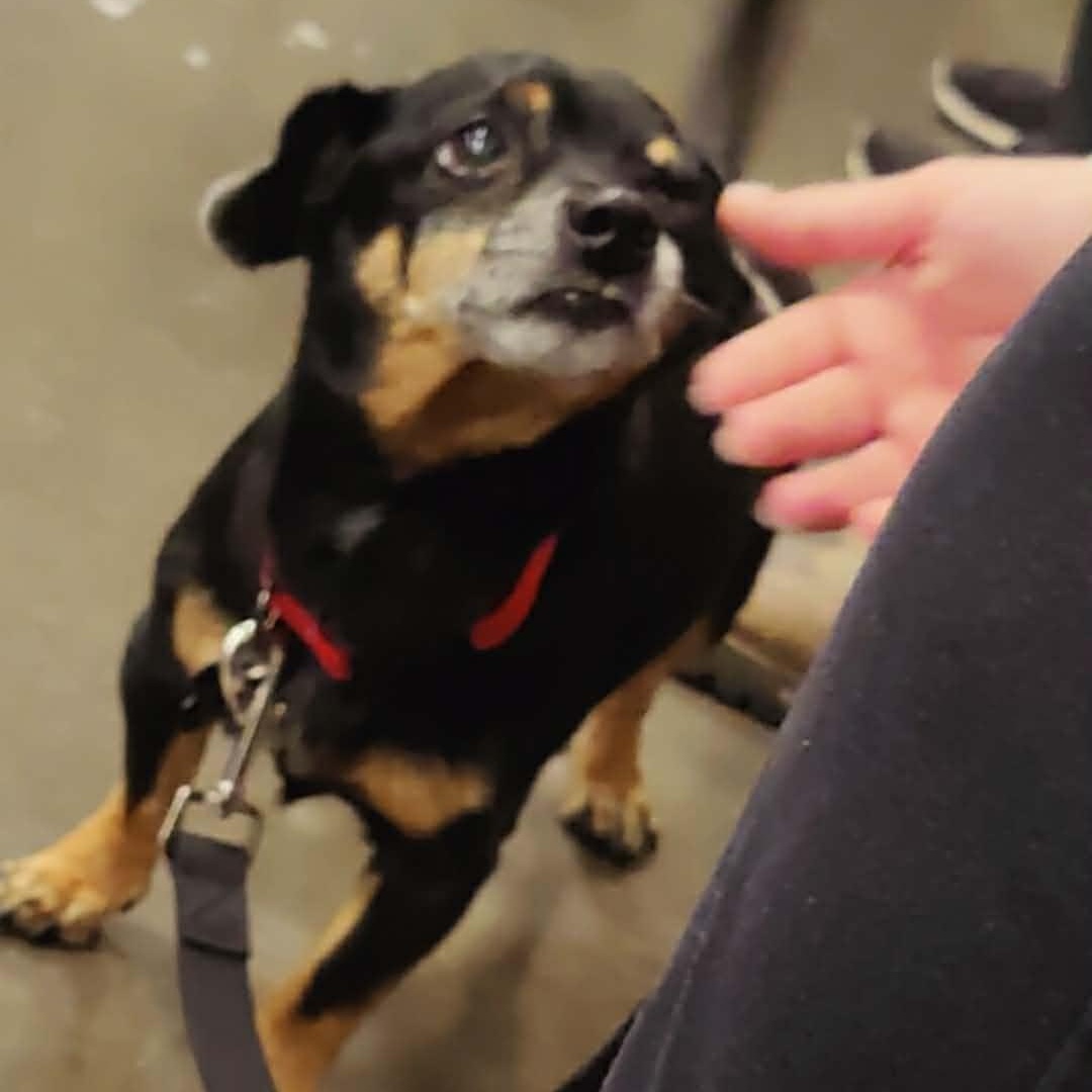 Enlarge PRINCE , a ADOPTABLE Parson Russell Terrier in Marana, AZ image 3/4