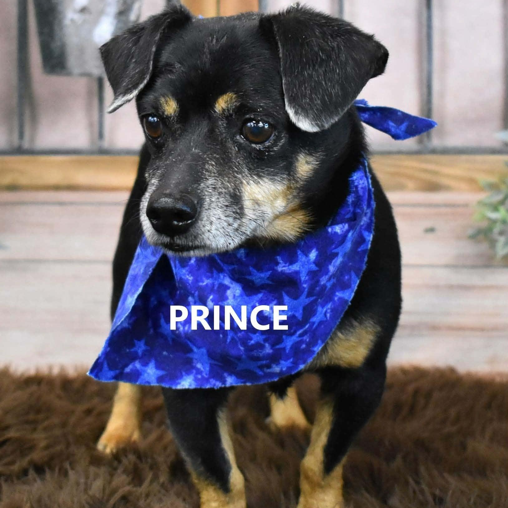 Enlarge PRINCE , a ADOPTABLE Parson Russell Terrier in Marana, AZ image 1/4