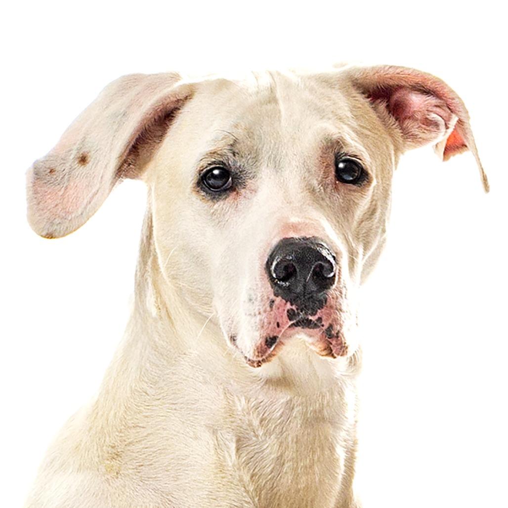 Enlarge Fiona Sophia, a Adoptable Great Dane in Reno, NV image 2/6