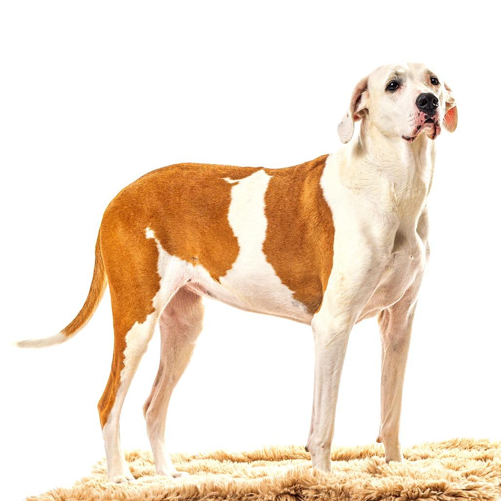 Enlarge Fiona Sophia, a Adoptable Great Dane in Reno, NV image 3/6