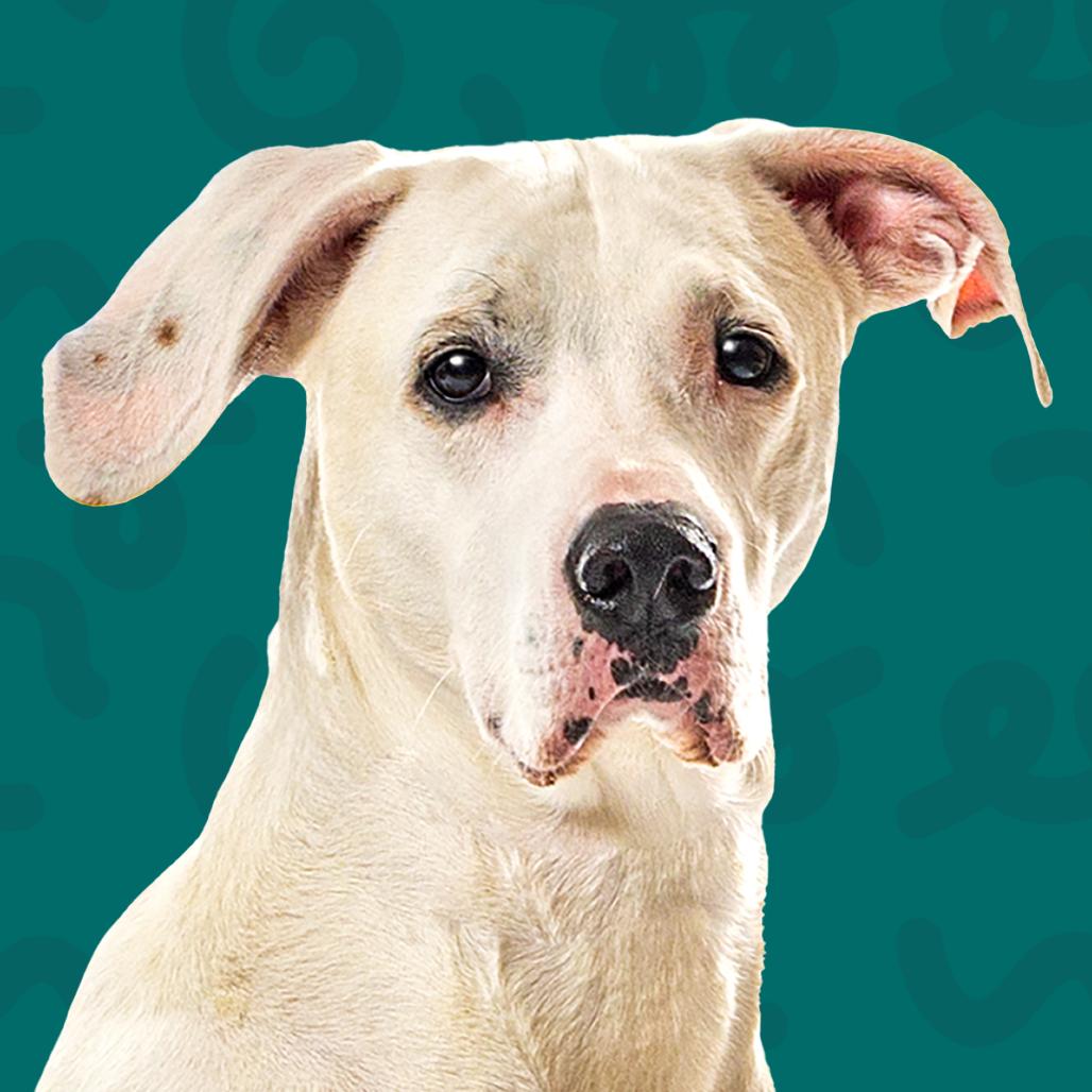 Enlarge Fiona Sophia, a Adoptable Great Dane in Reno, NV image 4/6