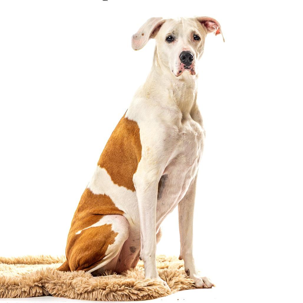 Enlarge Fiona Sophia, a Adoptable Great Dane in Reno, NV image 5/6