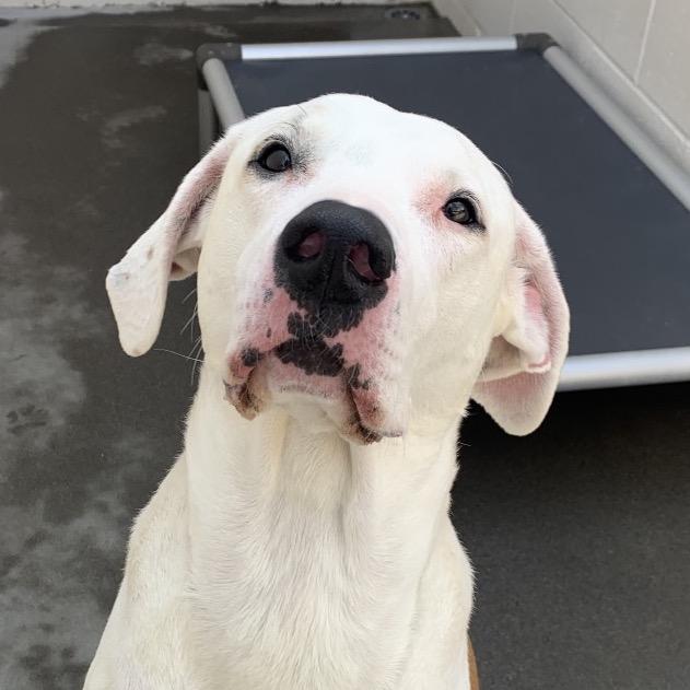 Enlarge Fiona Sophia, a Adoptable Great Dane in Reno, NV image 6/6