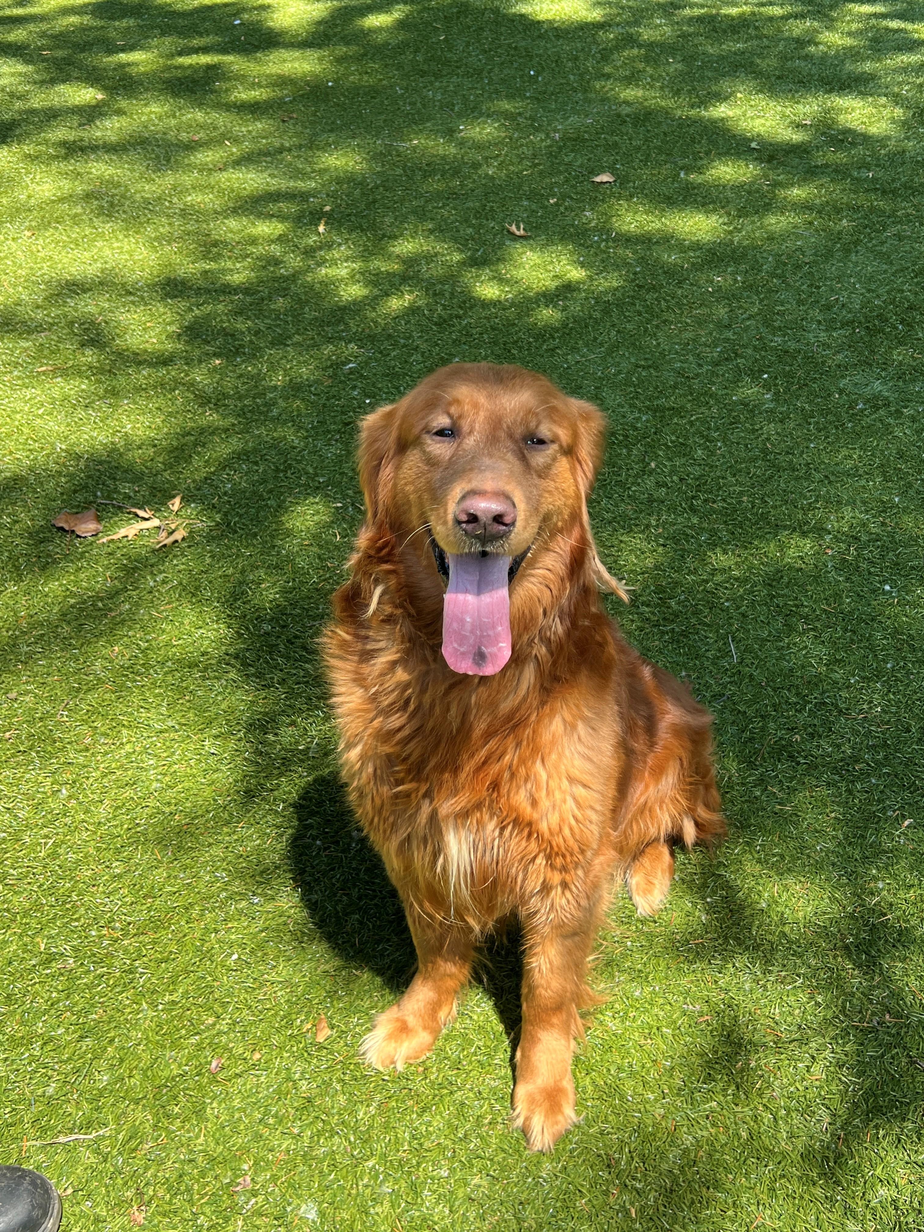 Enlarge Max, an adopted Golden Retriever in Port Washington, NY image 1/1