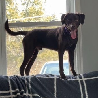 Enlarge Buddy, a ADOPTABLE Chocolate Labrador Retriever in Honesdale, PA image 4/5