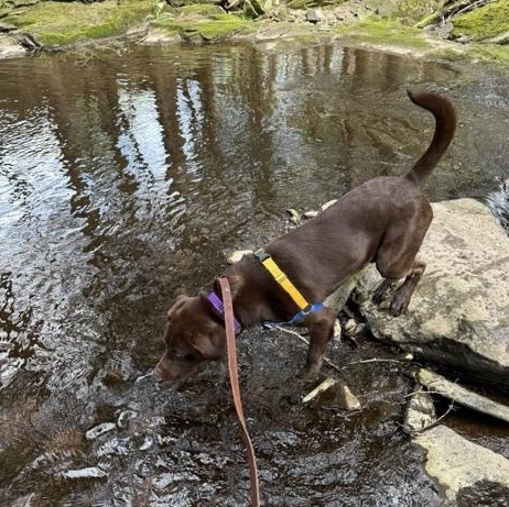 Enlarge Buddy, a ADOPTABLE Chocolate Labrador Retriever in Honesdale, PA image 2/5
