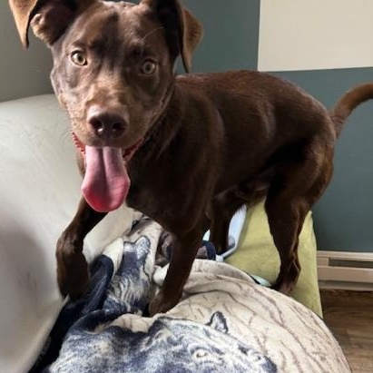 Buddy, ADOPTABLE, Young Male Chocolate Labrador Retriever.