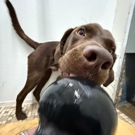 Enlarge Buddy, a ADOPTABLE Chocolate Labrador Retriever in Honesdale, PA image 5/5
