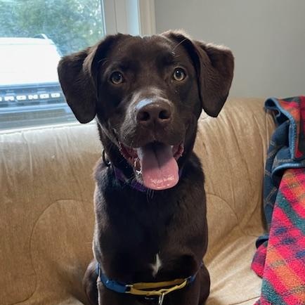 Enlarge Buddy, a ADOPTABLE Chocolate Labrador Retriever in Honesdale, PA image 1/5