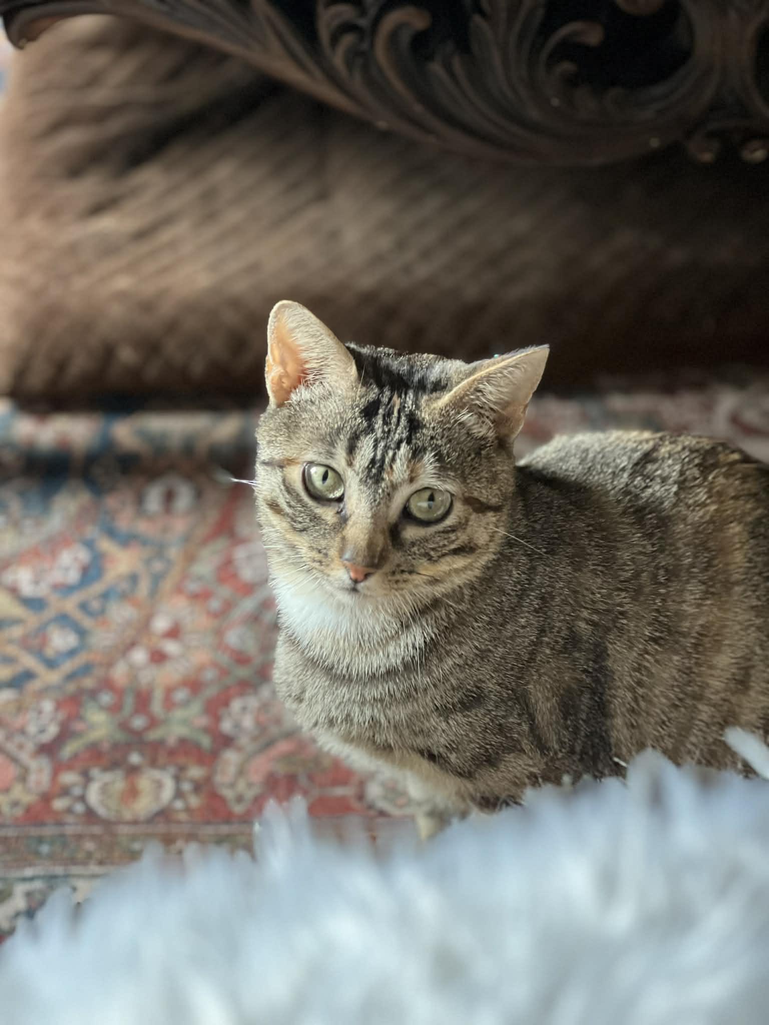 Momma, ADOPTABLE, Young Female Domestic Short Hair.