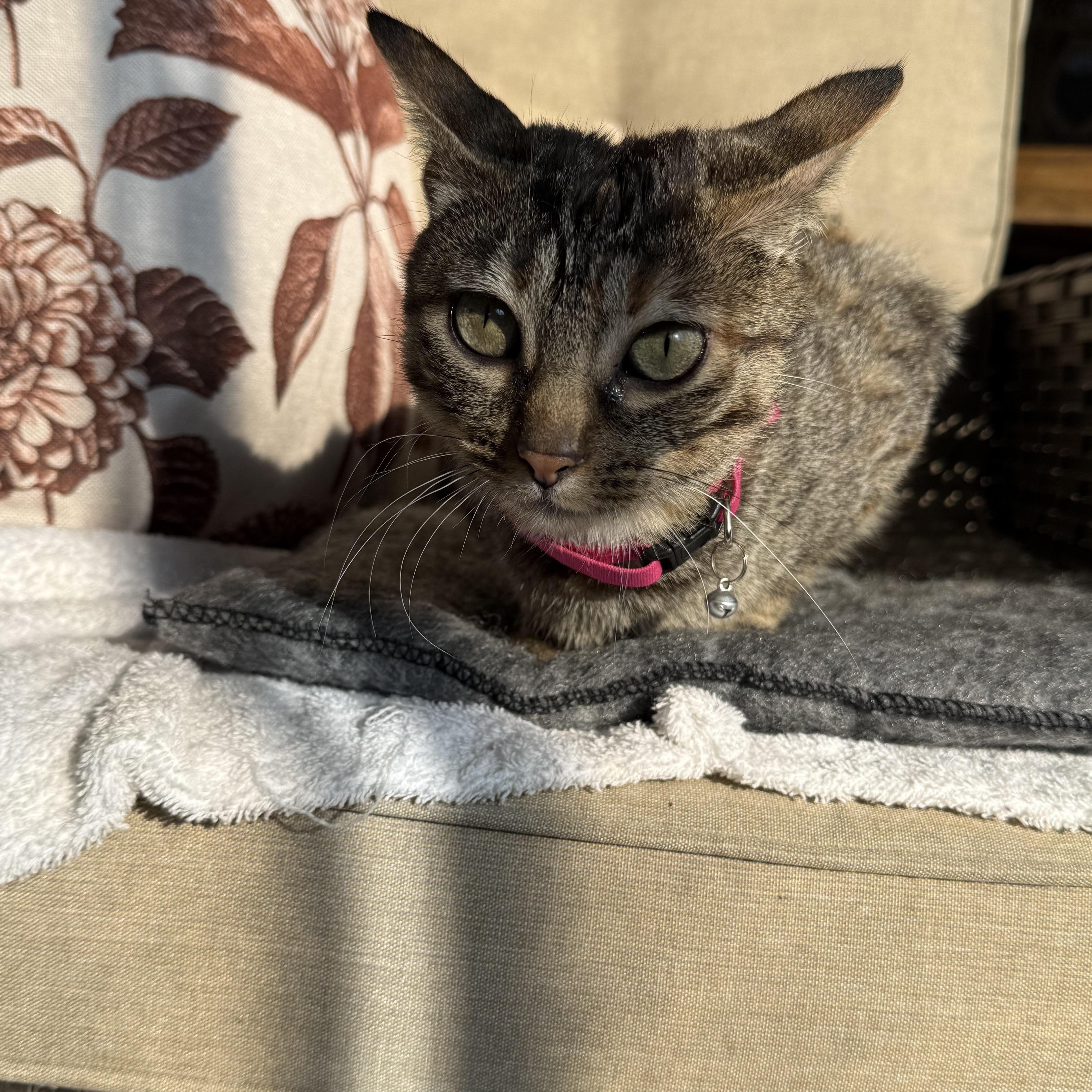 Momma, ADOPTABLE, Young Female Domestic Short Hair.