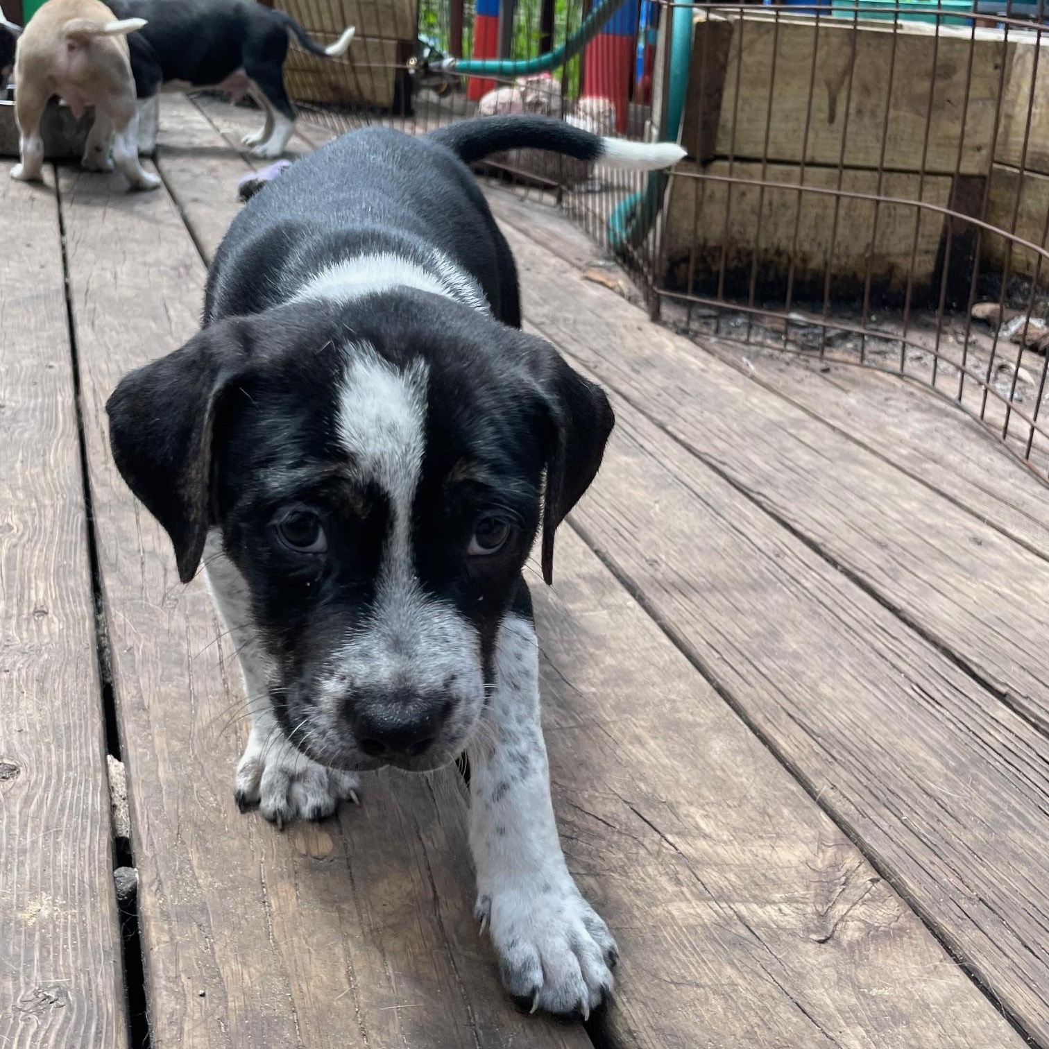 Kirby, Baby Male Hound