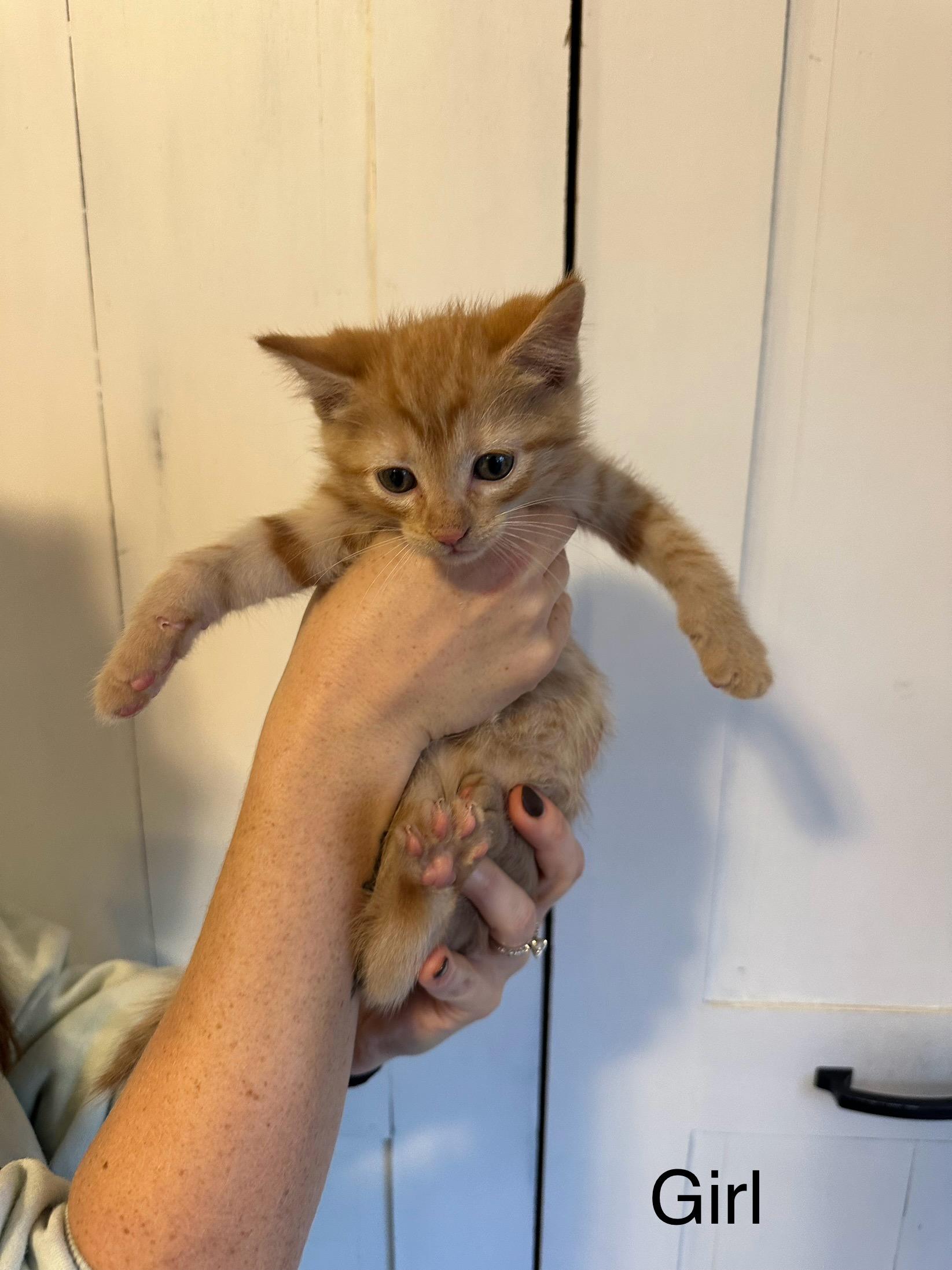 Bali, Adopted, Adult Female Domestic Medium Hair.