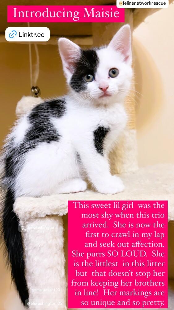 Enlarge Maisie, a Adoptable Domestic Short Hair in Mooresville, NC image 1/4