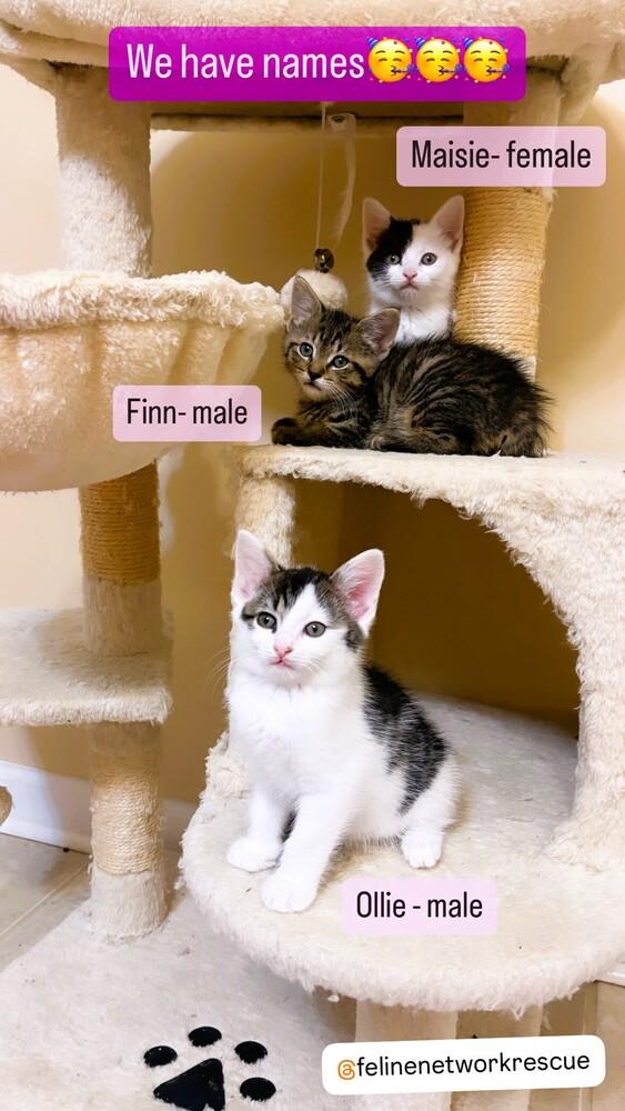 Enlarge Maisie, a Adoptable Domestic Short Hair in Mooresville, NC image 2/4