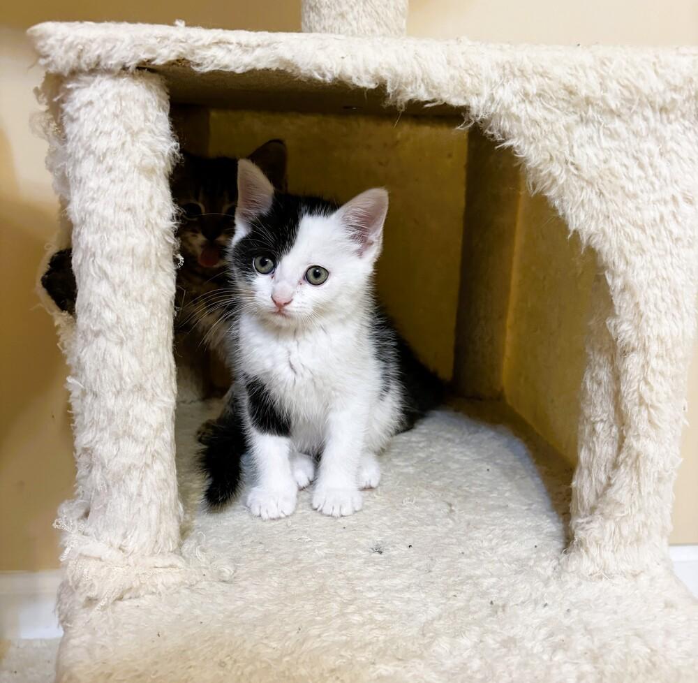 Enlarge Maisie, a Adoptable Domestic Short Hair in Mooresville, NC image 3/4