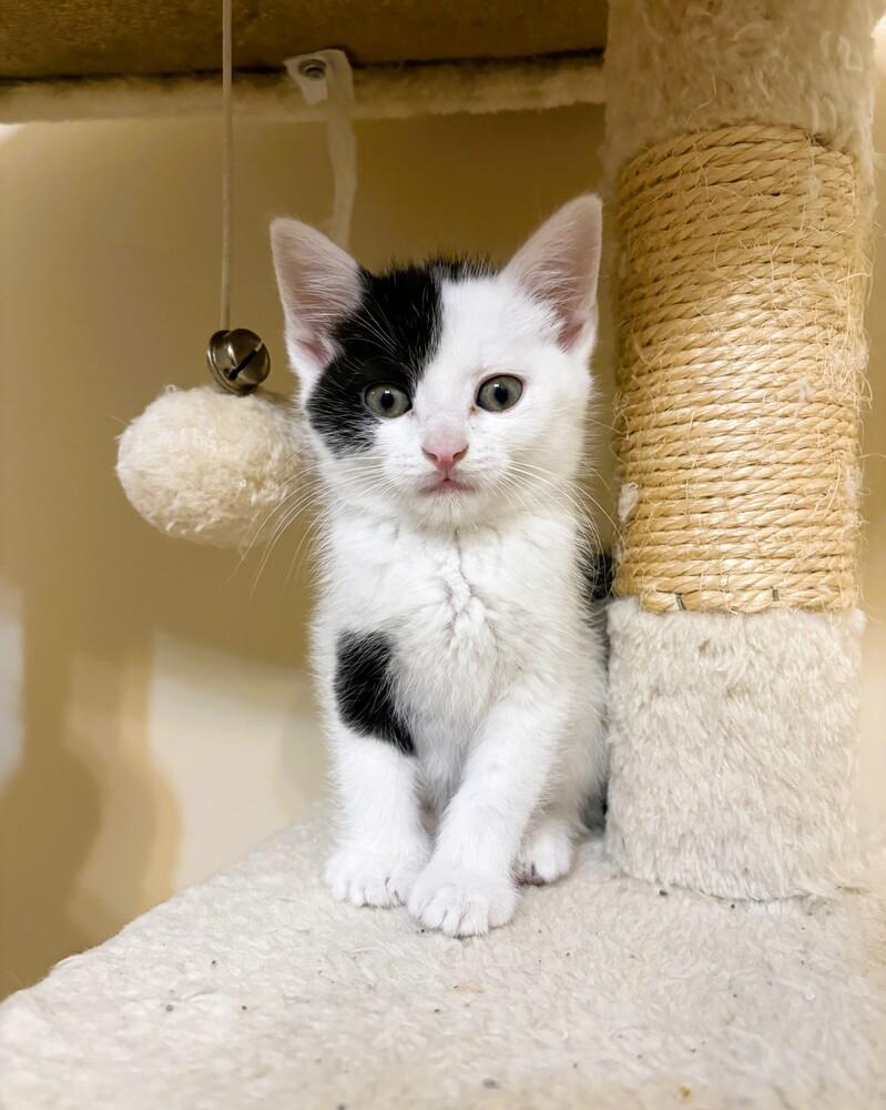 Enlarge Maisie, a Adoptable Domestic Short Hair in Mooresville, NC image 4/4