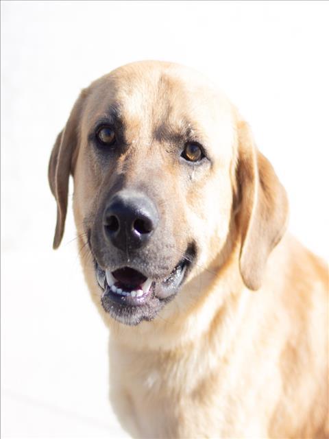 EAGLE, Adoptable, Young Male Labrador Retriever & Mixed Breed.