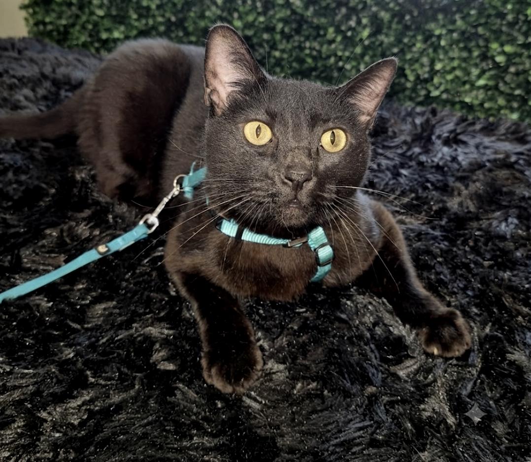 Enlarge Cole (aka Coal), a ADOPTABLE Domestic Short Hair in Houston, TX image 3/6