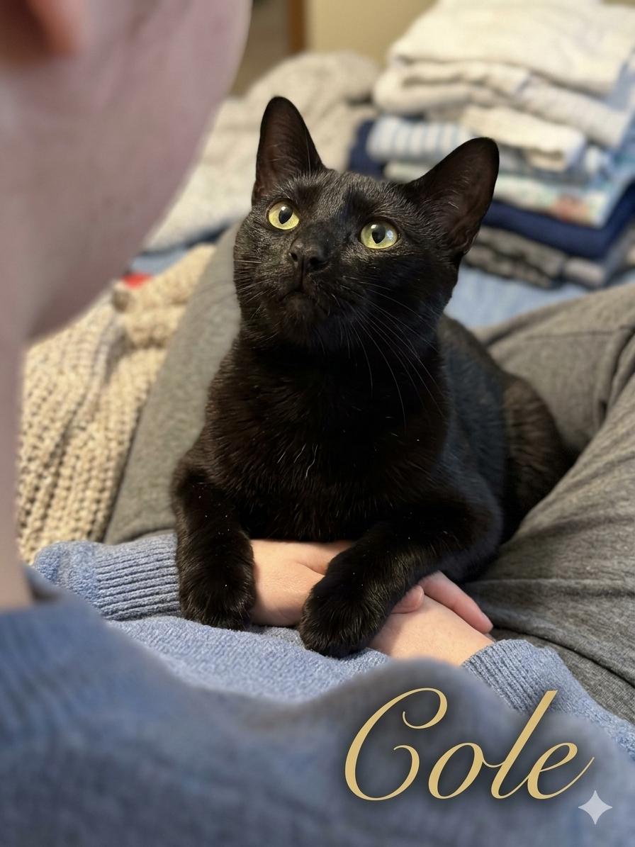 Enlarge Cole (aka Coal), a ADOPTABLE Domestic Short Hair in Houston, TX image 2/6
