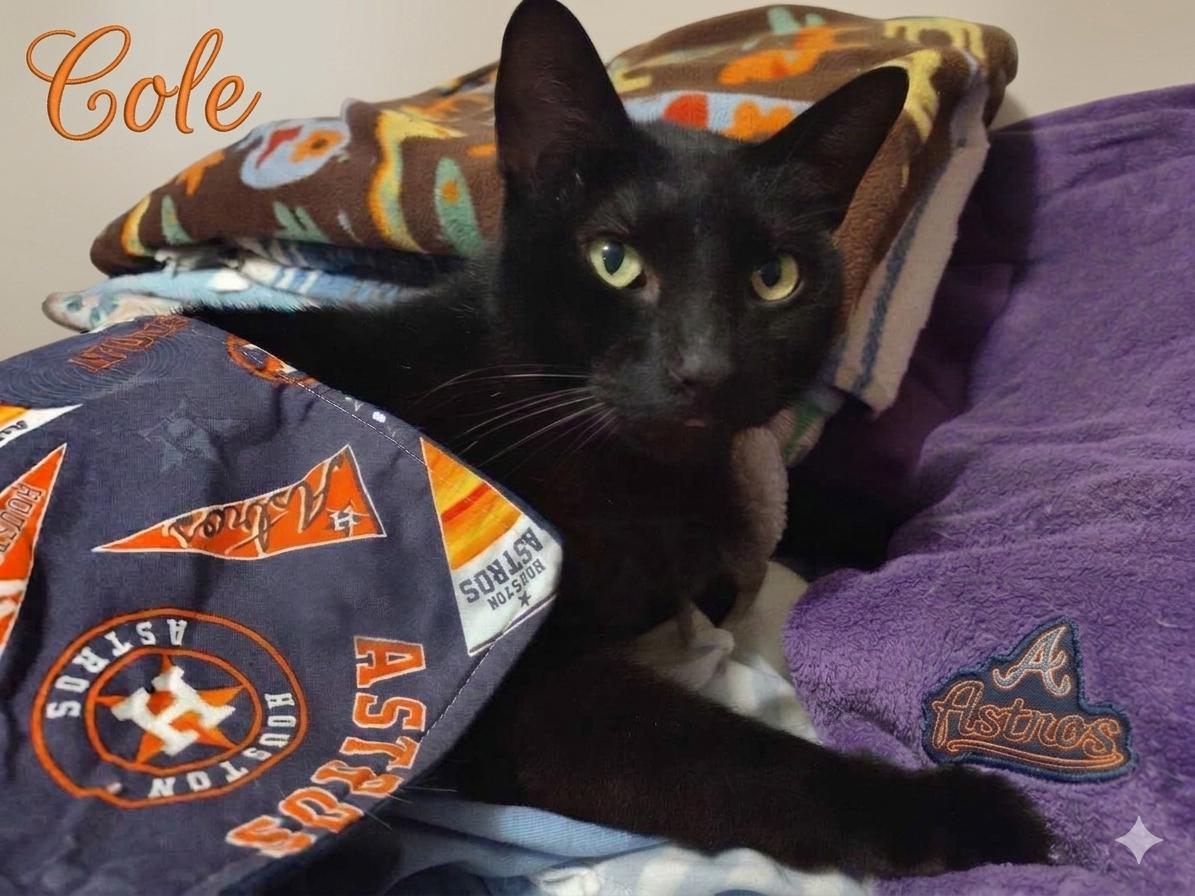 Enlarge Cole (aka Coal), a ADOPTABLE Domestic Short Hair in Houston, TX image 6/6