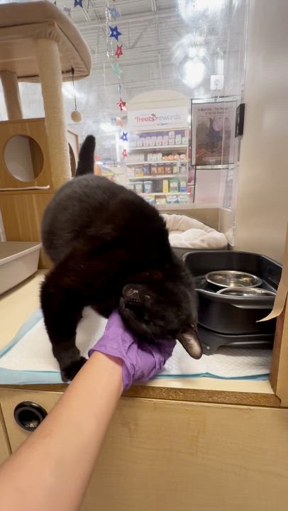 Enlarge Cole (aka Coal), a ADOPTABLE Domestic Short Hair in Houston, TX video 4/6